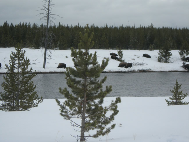 /pictures/Yellowstone Winter Trip/IMG_5016.jpg